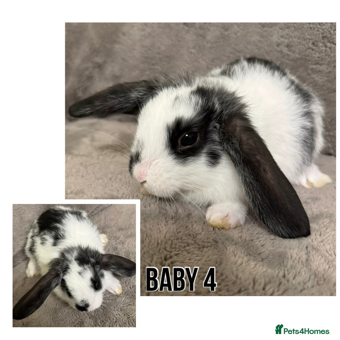 Dwarf Lop rabbits for sale: Baby Dwarf Lop Bunnies - Advert 5