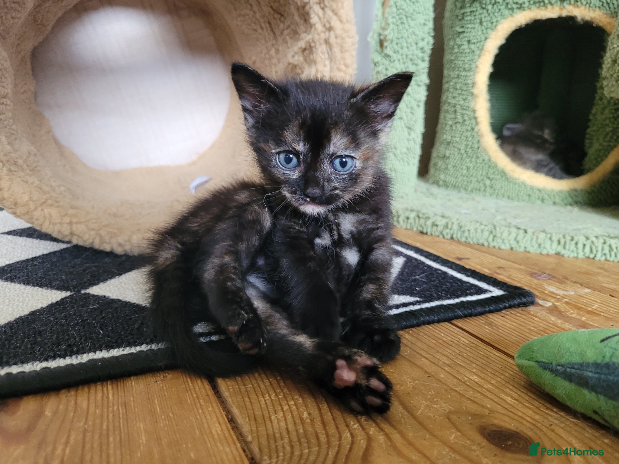 Mixed Breed cats 5 beautiful kittens - Advert 2