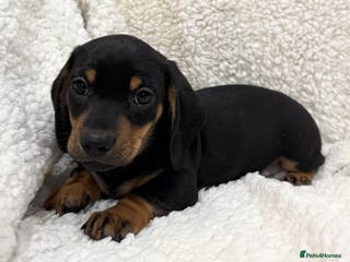 Miniature Dachshund dogs Stunning Miniature Dachshunds - Advert 4