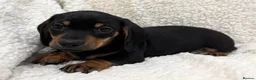 Miniature Dachshund dogs for sale: Miniature Smooth Haired Dachshunds  - Advert 1