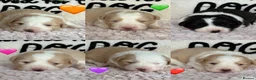 Border Collie dogs for sale: Outstanding KC Show Border Collie Puppies - Advert 2