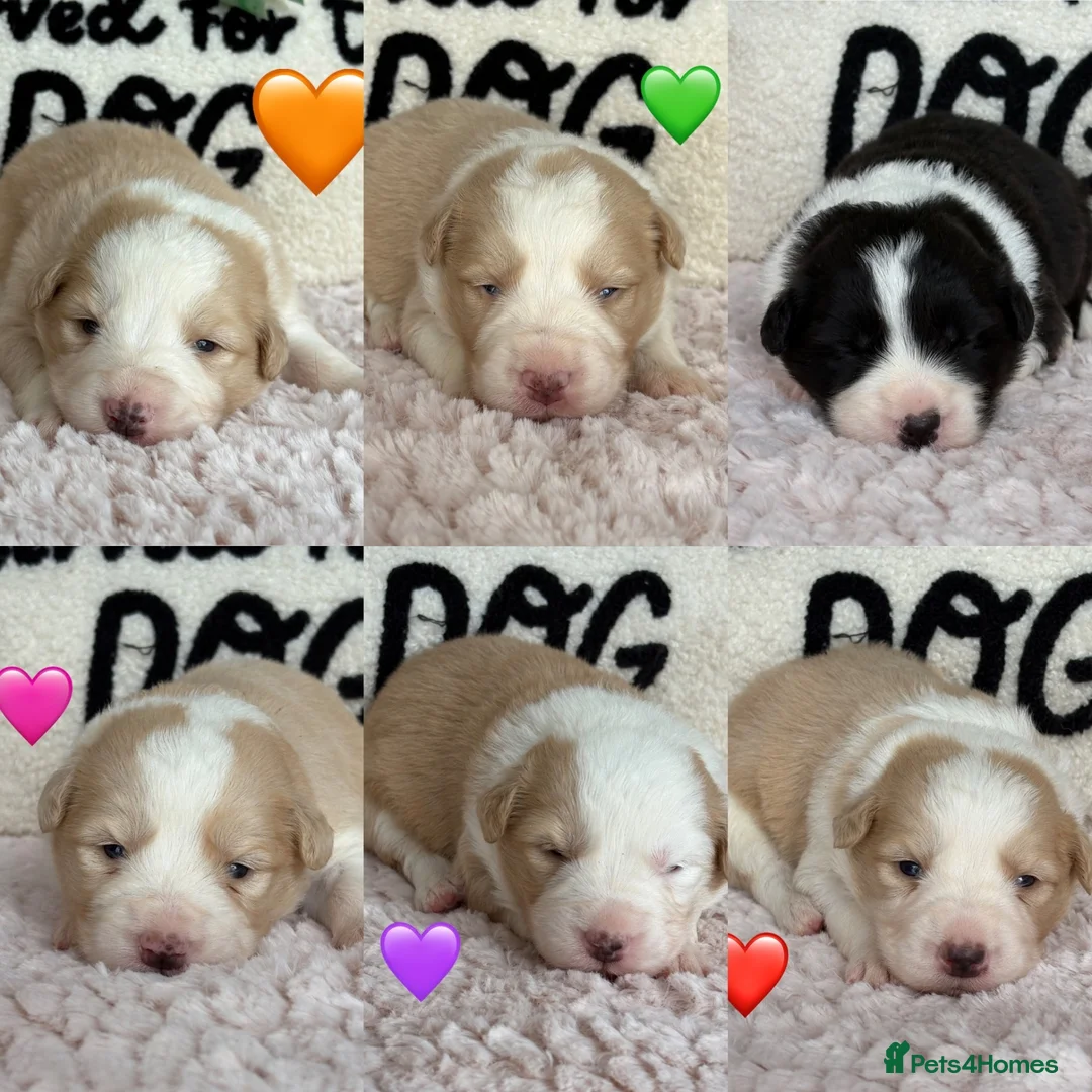 Border Collie dogs for sale: Outstanding KC Show Border Collie Puppies - Advert 2