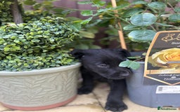 Labrador Retriever dogs for sale: 4 adorable KC reg puppy labradors ready to go  - Image 5