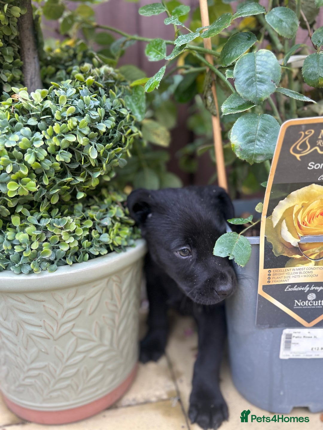 Labrador Retriever dogs for sale: 4 adorable KC reg puppy labradors ready to go  - Image 5