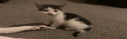 Mixed Breed cats for sale: 2 Kittens for sale  - Advert 5