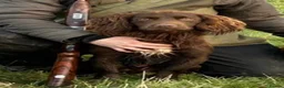 Cocker Spaniel dogs for sale: Kennel club working cocker spaniels  - Advert 18