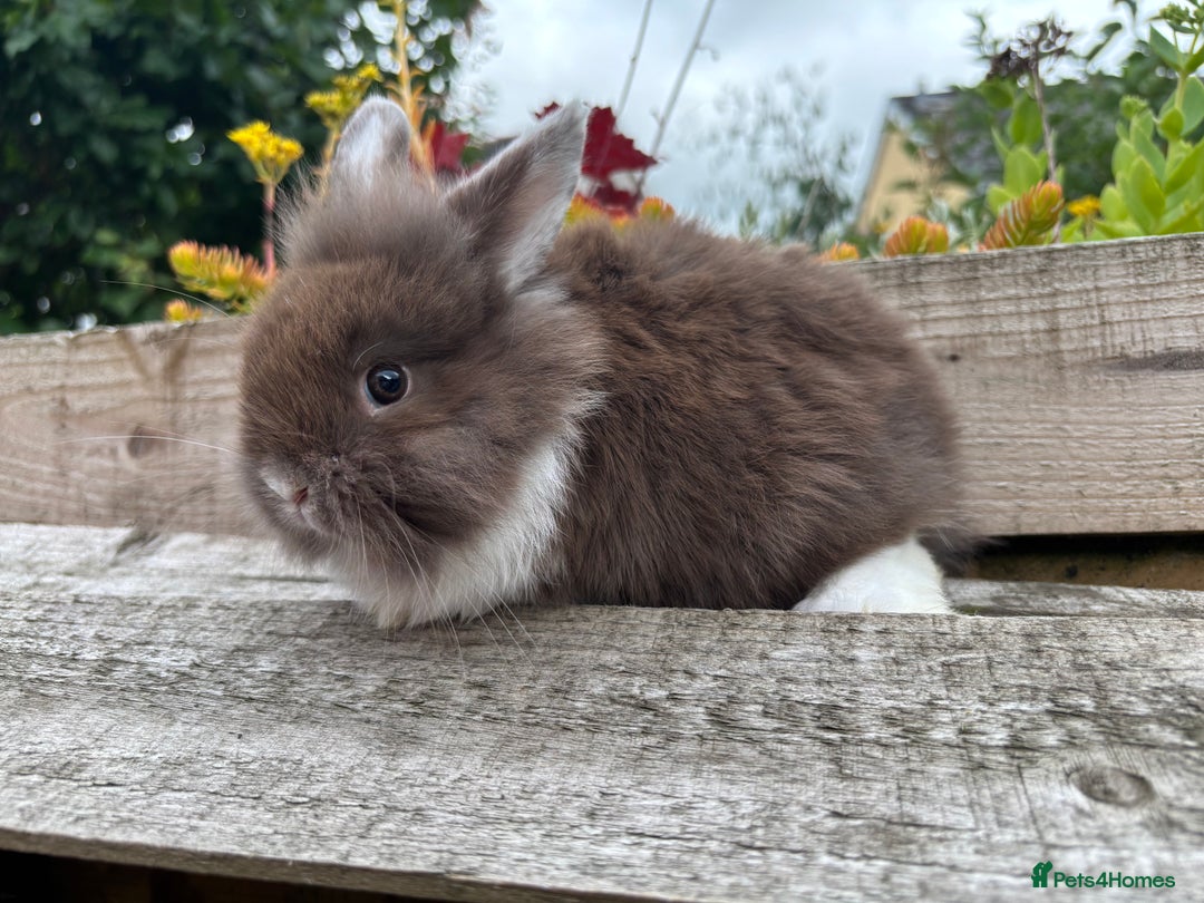 Mini Lop rabbits for sale: Adorable mini lop and lion lop babies - Image 4