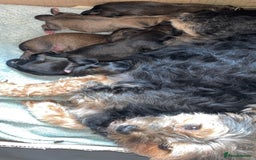 Mixed Breed dogs for sale: Ready to leave now  - Image 3