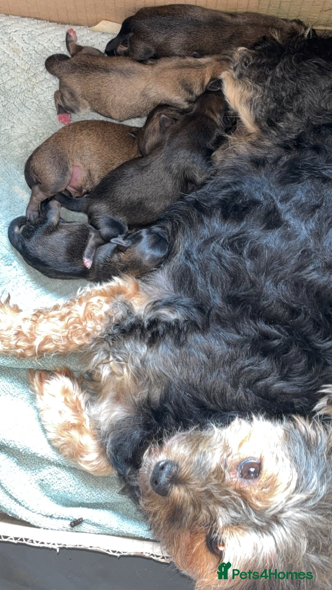 Mixed Breed dogs for sale: Ready to leave now  - Image 3