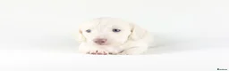 Miniature Dachshund dogs for sale: 🤍KC Reg Longhair miniature cream daschunds🤍 - Advert 20