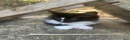 Mixed Breed cats for sale: Look in for a new home  - Advert 3