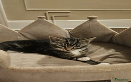 Maine Coon cats for sale: Tabby Maine coon x kittens. Ready to leave - Image 10