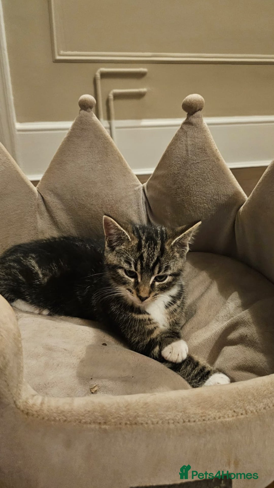 Maine Coon cats for sale: Tabby Maine coon x kittens. Ready to leave - Image 10