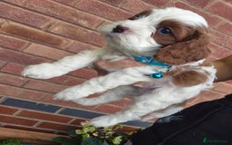 Cavapoo dogs for sale: Too cute to handle cavapoo puppies - Image 8