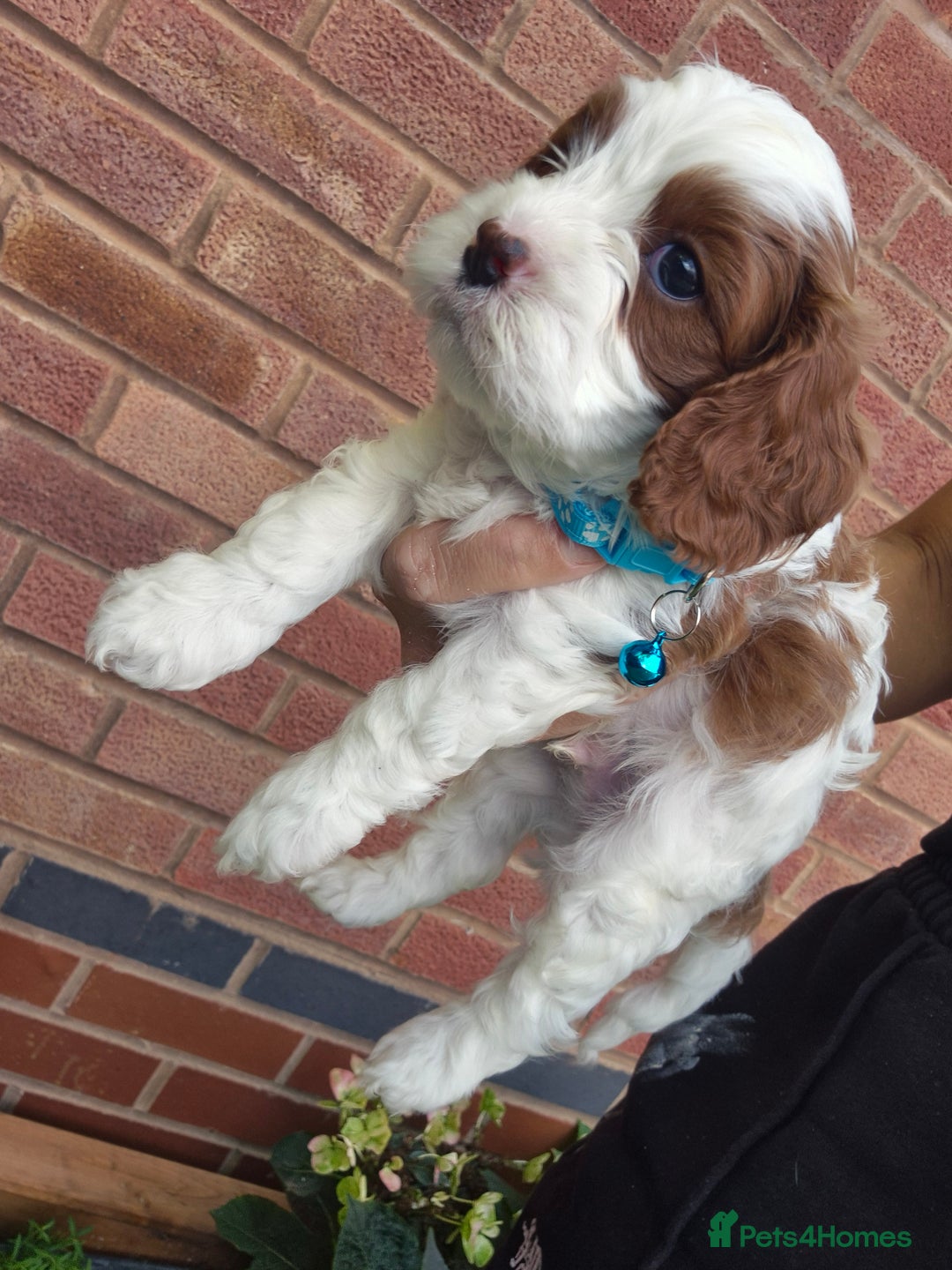Cavapoo dogs for sale: Too cute to handle cavapoo puppies - Image 8