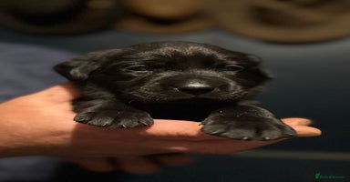 Labrador Retriever dogs - Advert 9