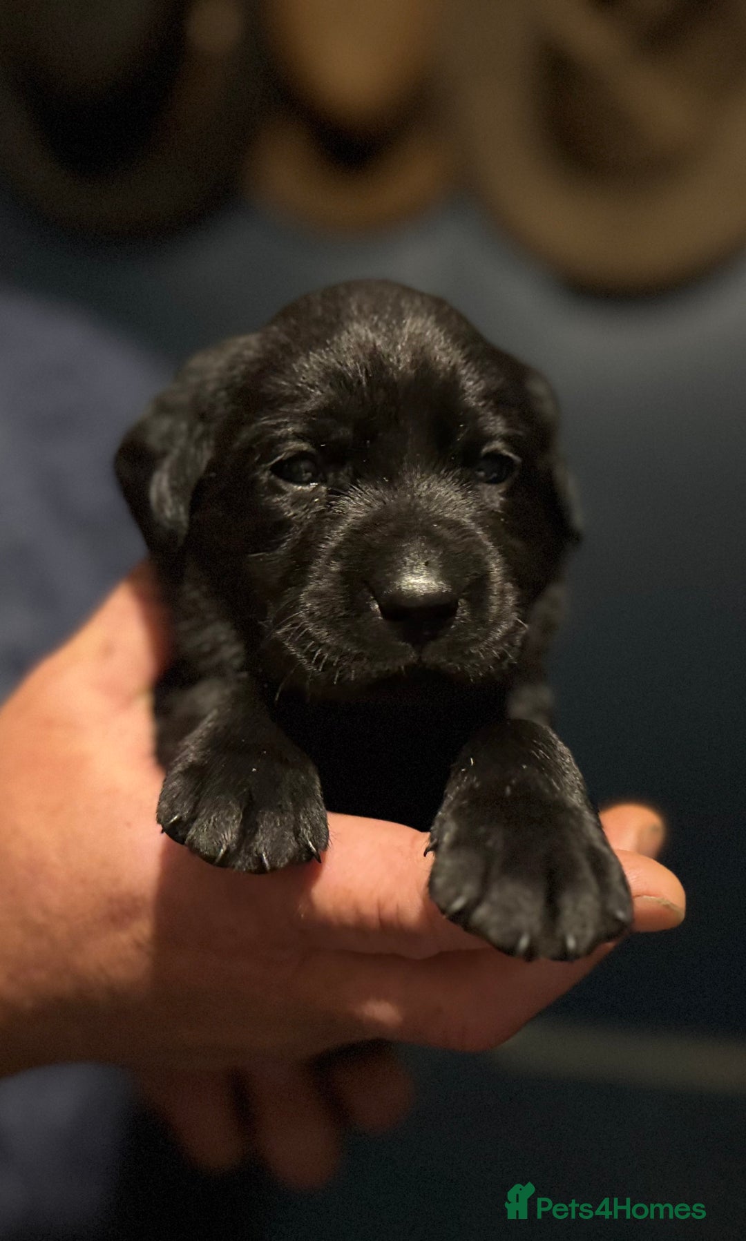 Labrador Retriever dogs for sale: KC Lab puppies - Image 5