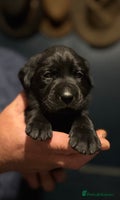 Labrador Retriever dogs - Advert 6