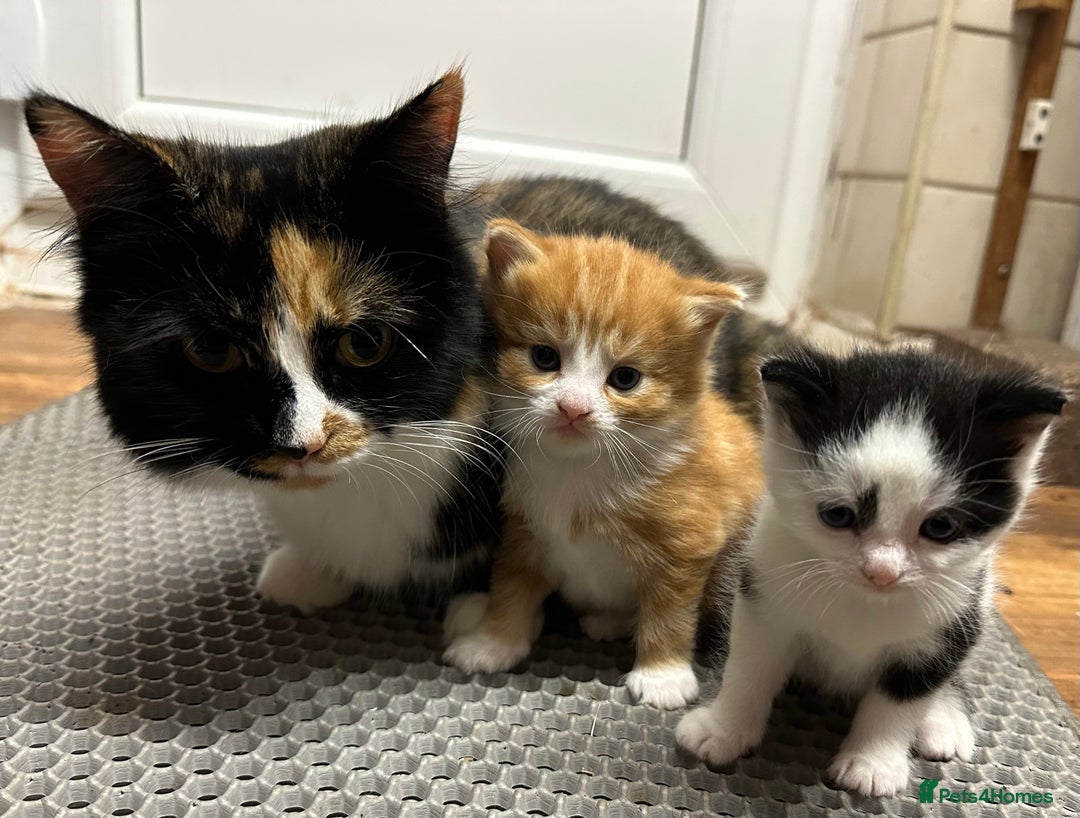 British Longhair cats for sale: Two gorgeous kittens  - Image 4