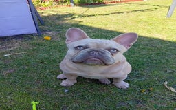French Bulldog dogs for sale: 10 month old Frenchie, Dobby - Image 1