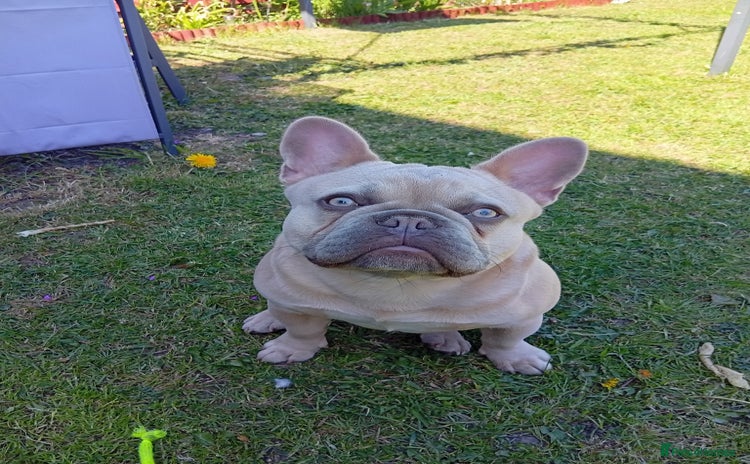 French Bulldog dogs - Advert 15