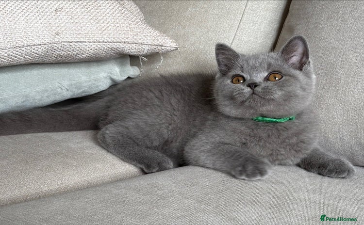 British Shorthair cats - Advert 3