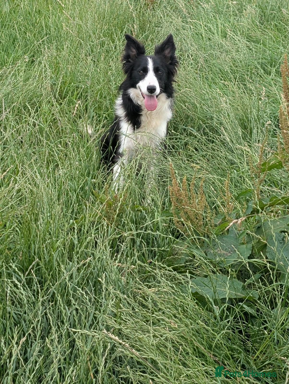 Border Collie dogs Isds registered border collie pups  - Advert 2