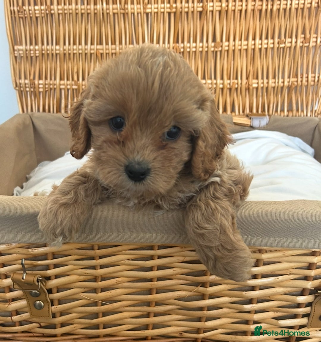Cavapoo dogs for sale: Stunning, F1 Cavapoo fully health tested parents  - Image 16