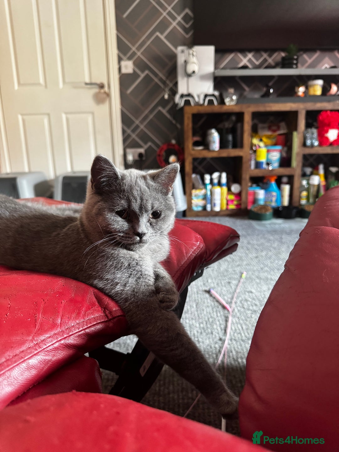 British Shorthair cats for sale: Gorgeous British Shorthair Kittens Chunky, Loving  - Image 26