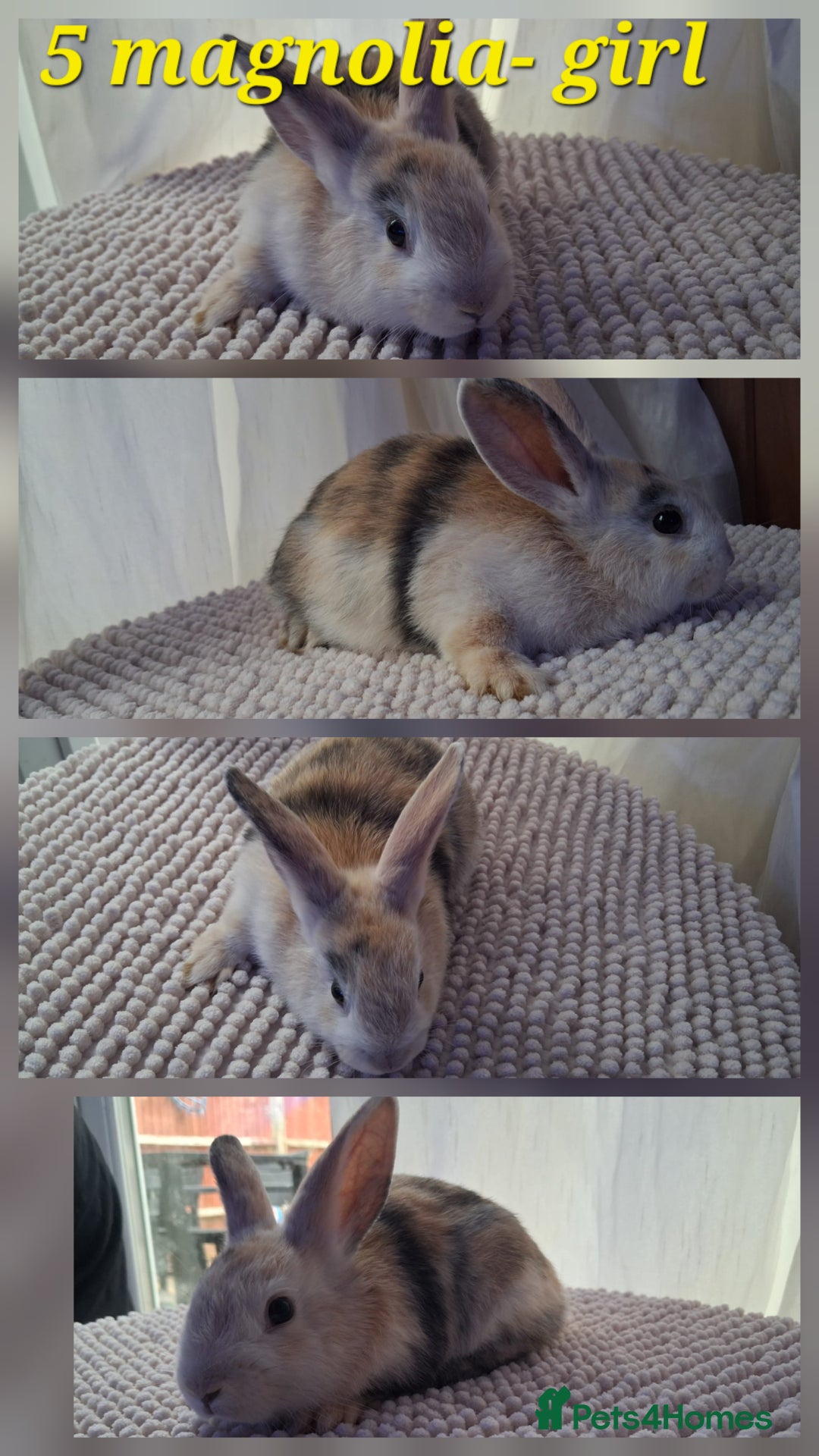 Mixed Breed rabbits for sale: Super cute rex x lop bunnies - Image 6