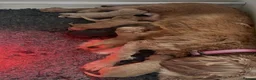 Cockapoo dogs for sale: f1b miniature dna health tested cockerpoos  - Advert 16