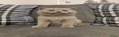 British Shorthair 2