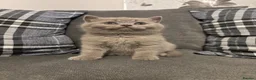 British Shorthair cats for sale: BEAUTIFUL PEDIGREE HEALTH TESTED BSH KITTENS  - Advert 13