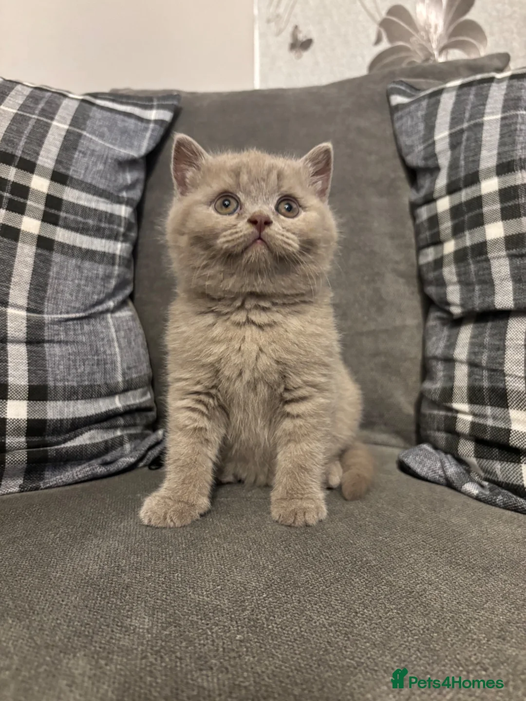 British Shorthair cats for sale: BEAUTIFUL PEDIGREE HEALTH TESTED BSH KITTENS  - Advert 13