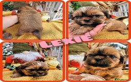 Shih Tzu dogs for sale: Shih tzu puppies - purebreed - licenced breeder  - Image 2