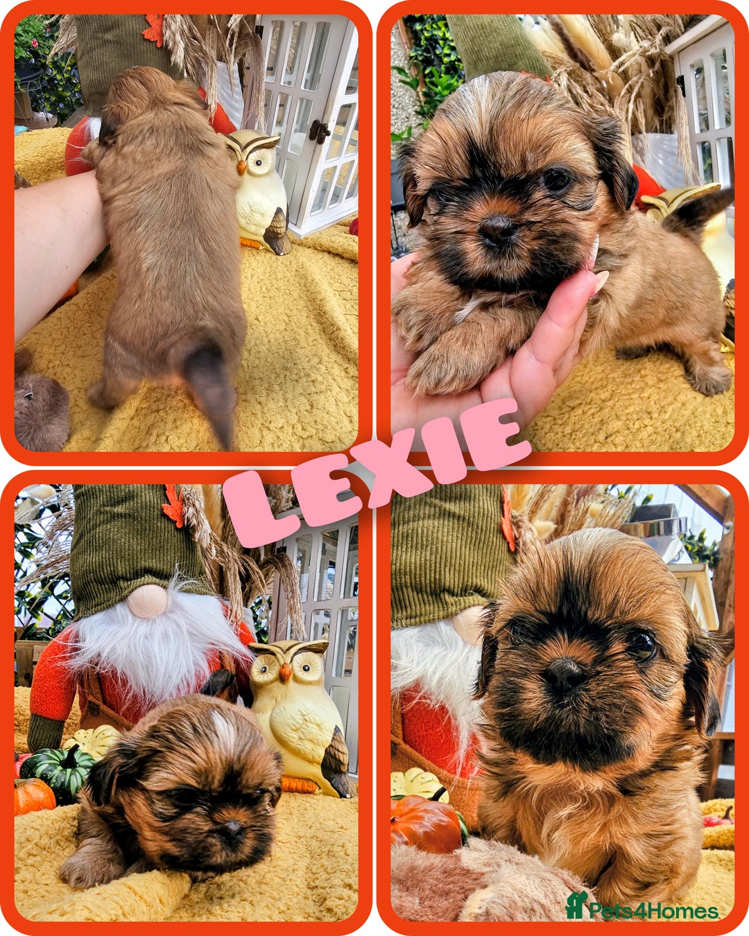 Shih Tzu dogs for sale: Shih tzu puppies - purebreed - licenced breeder  - Image 2