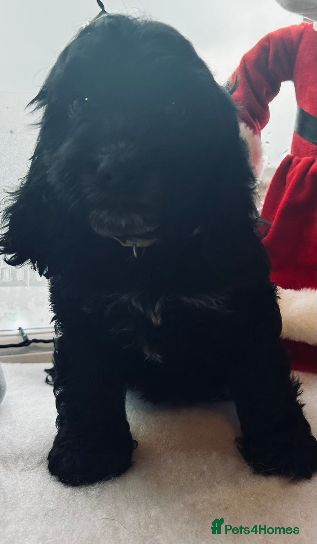 Cockapoo dogs for sale: Stunning cockapoo pups - ready now!  - Advert 1