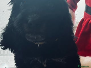 Cockapoo dogs Stunning cockapoo pups - ready now! - Advert 15