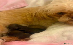 Shih Tzu dogs for sale: Petite Stunning female Shihtzu puppy - Image 3