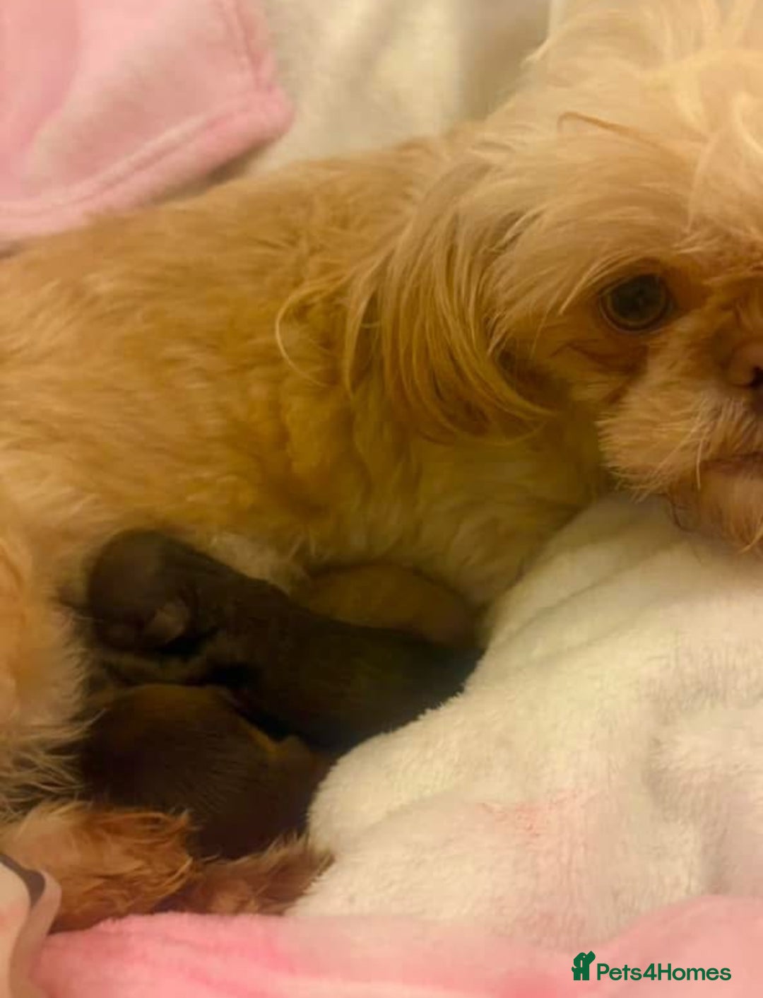 Shih Tzu dogs for sale: Petite Stunning female Shihtzu puppy - Image 3