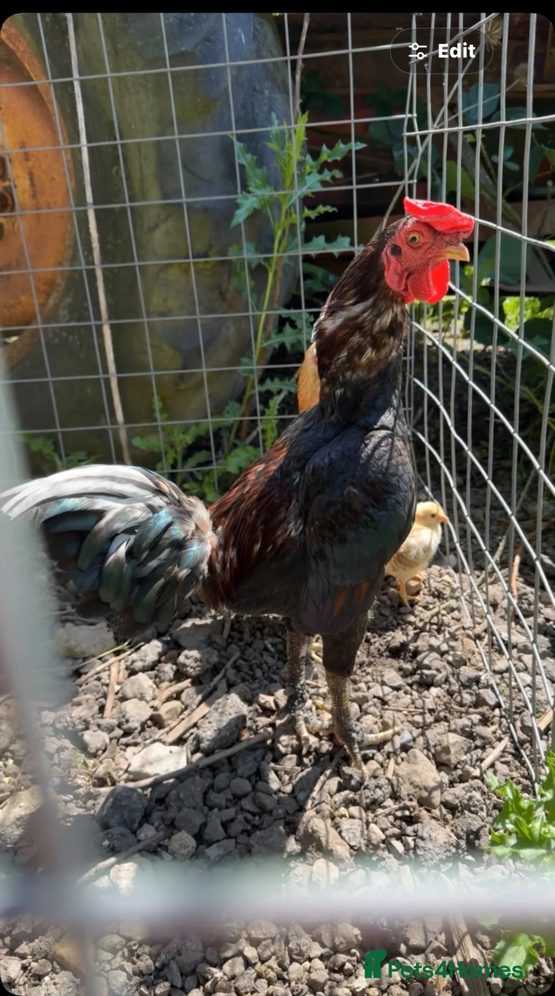 Chickens poultry for sale: ko shamo  - Advert 9