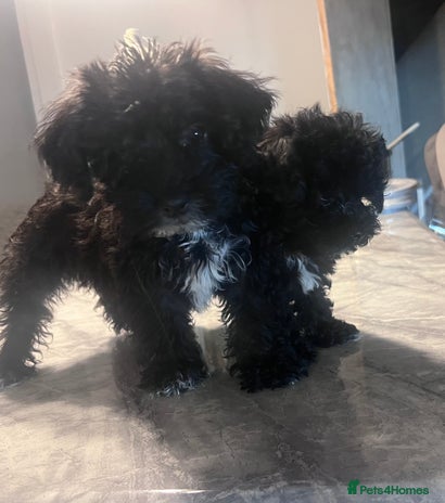 Yorkiepoo dogs Ready now last, loveing, beautiful boys Yorkipoo - Advert 4