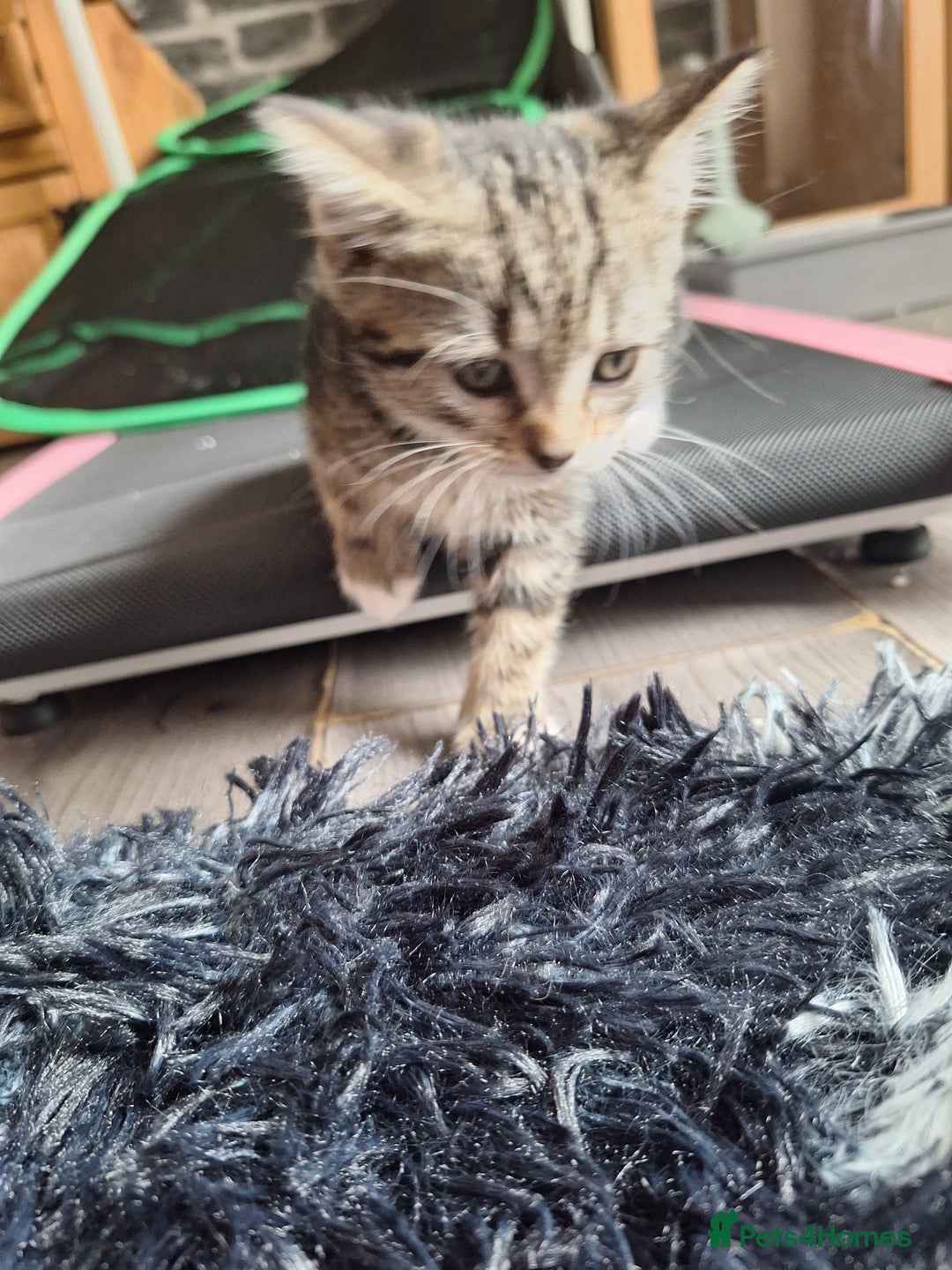 Domestic Shorthair cats for sale: Kittens for sale mother is half maine coon - Image 15