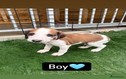 Mixed Breed dogs for sale: Pure saluki-greyhound puppies  - Advert 5