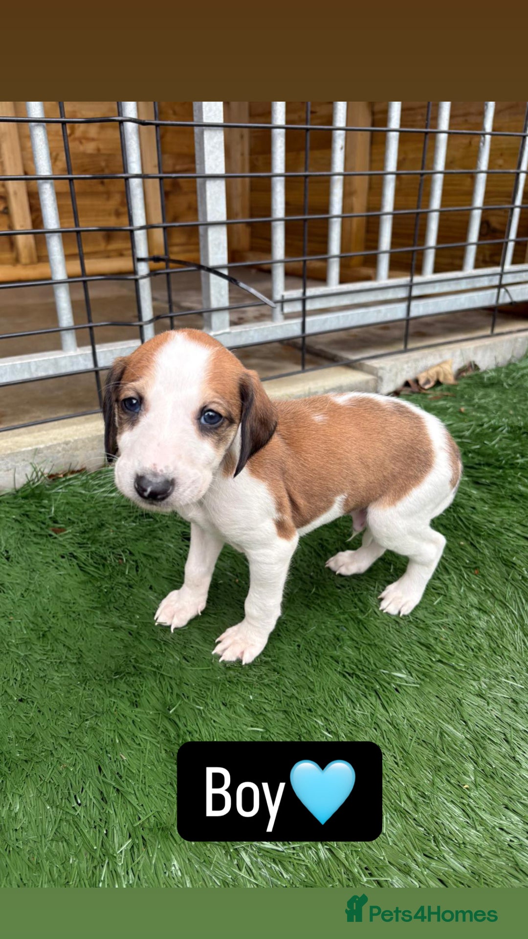 Mixed Breed dogs for sale: Pure saluki-greyhound puppies  - Advert 5