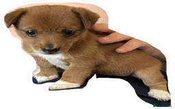 Mixed Breed dogs for sale: Beautiful YorkieRussell pups for sale! Small size  - Image 6