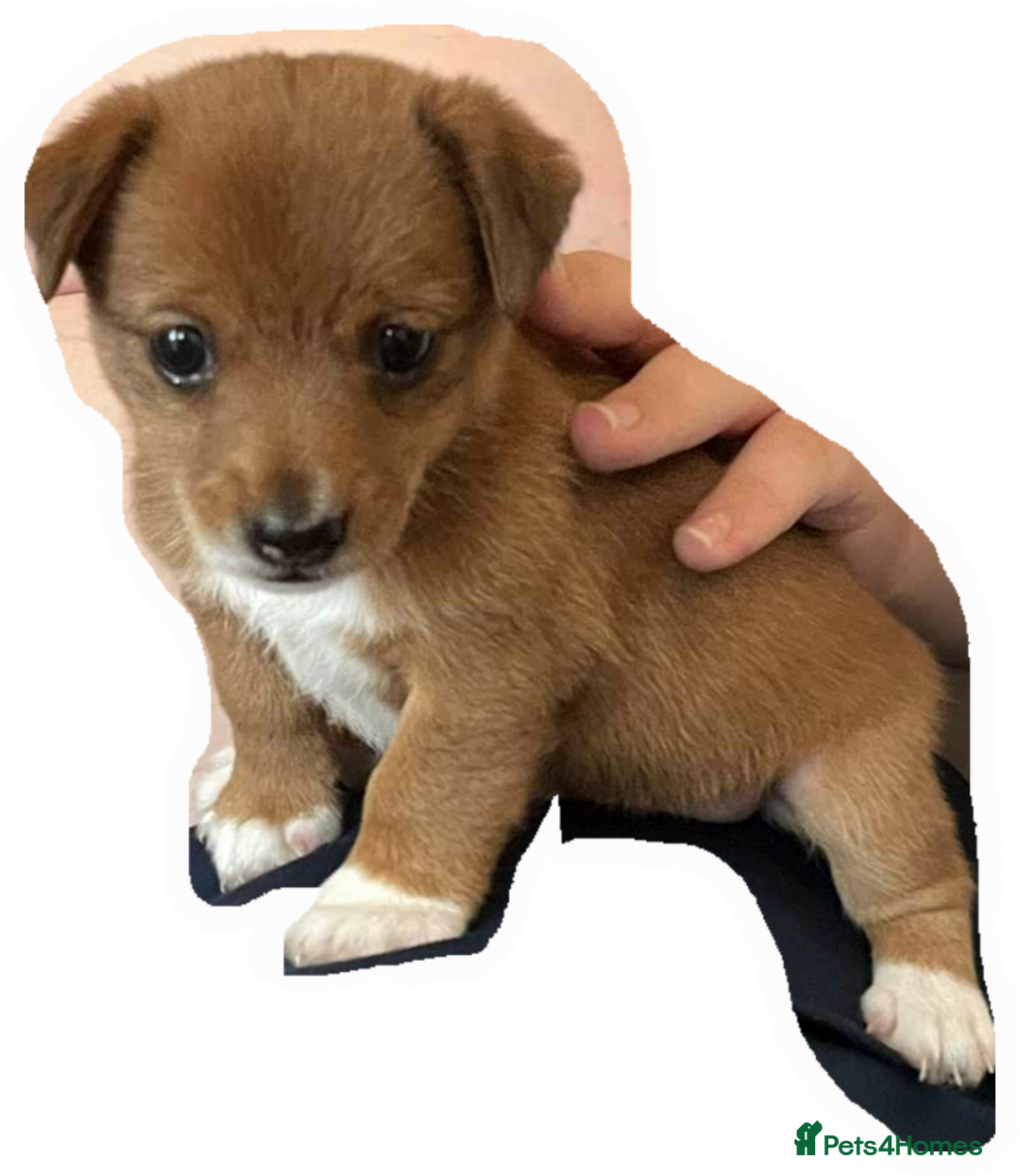 Mixed Breed dogs for sale: Beautiful YorkieRussell pups for sale! Small size  - Image 6