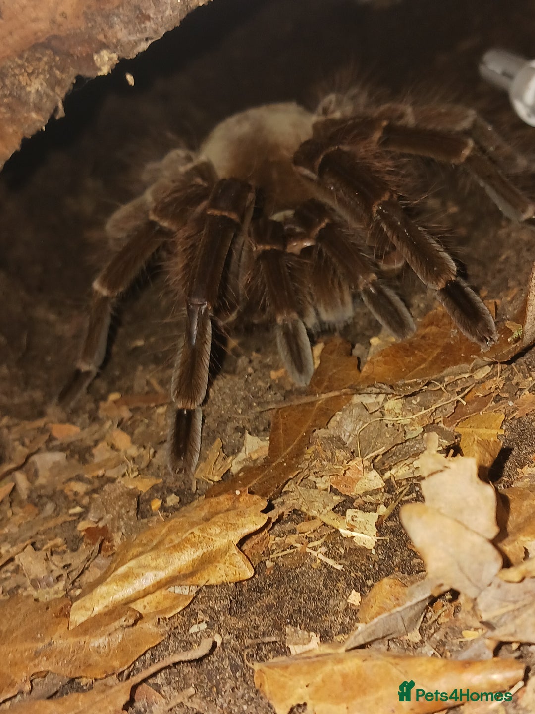 Tarantulas invertebrates for sale: Female theraphosa blondi adult - Advert 3