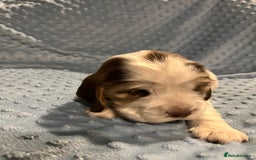 Cocker Spaniel dogs for sale: Exceptional KC registered Show Cocker Spaniels  - Image 15