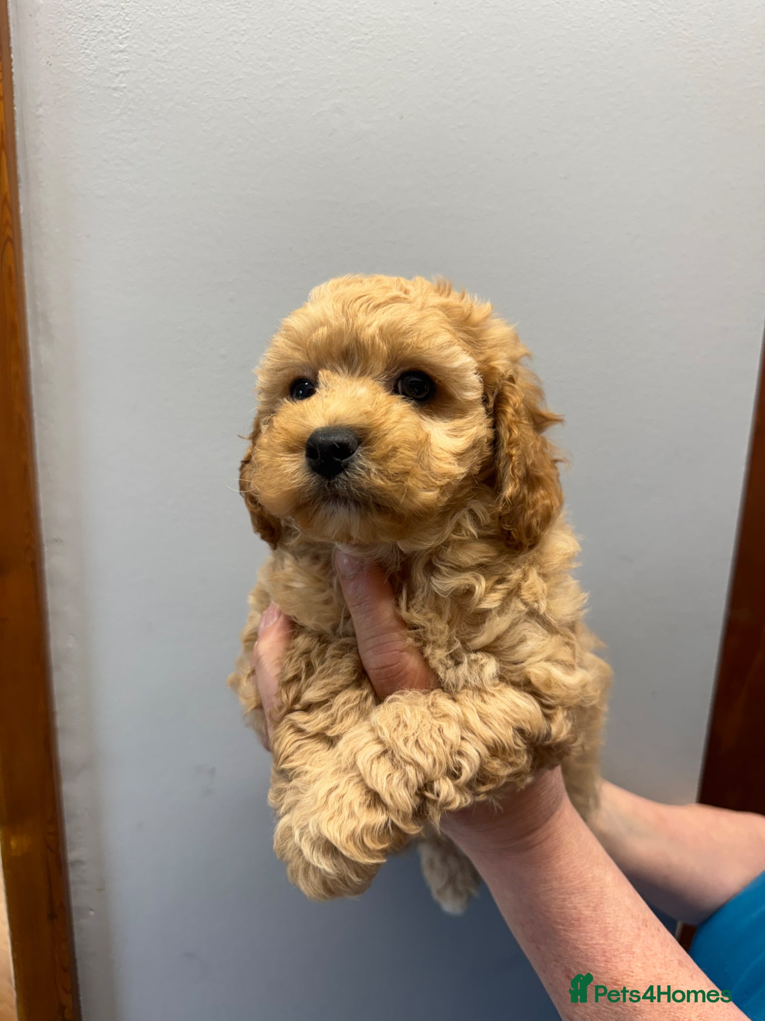 Cavachon dogs READY TO LEAVE NOW!💙 - Advert 2